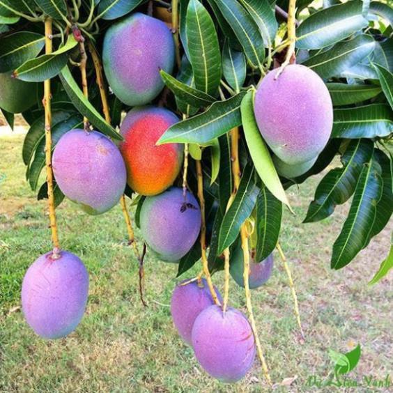 Cây giống xoài tím, cây xoài tím 8 tháng ra quả