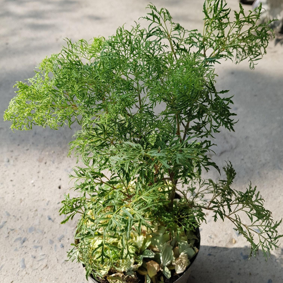 Đinh Lăng Lá Nhỏ Chậu Nhựa
