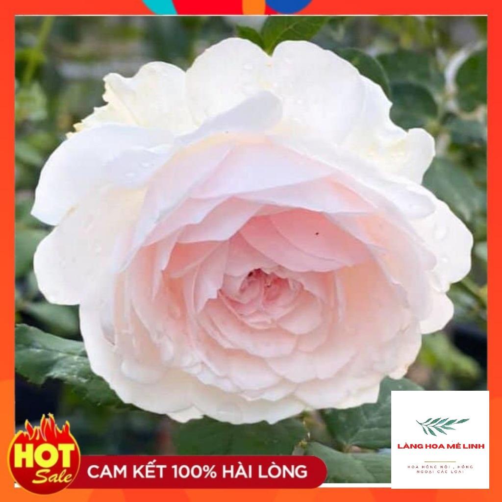 Hoa hồng Misaki Rose - Nếu bạn muốn chọn một giống hoa khỏe, sai hoa, dễ trồng , hoa màu hồng phấn