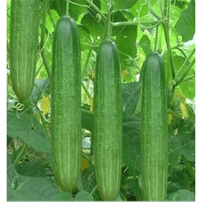 Hạt Giống Dưa chuột nếp ta cao sản F1 KNS3333 – Gói 10Hạt