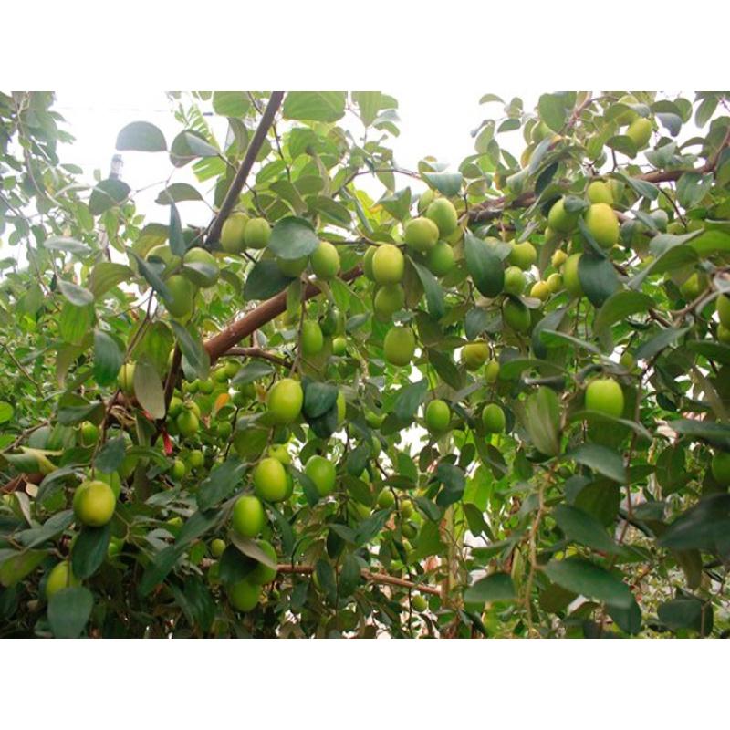 Cây táo đại ngọt Đài Loan cho quả to năng suất cao dễ trồng