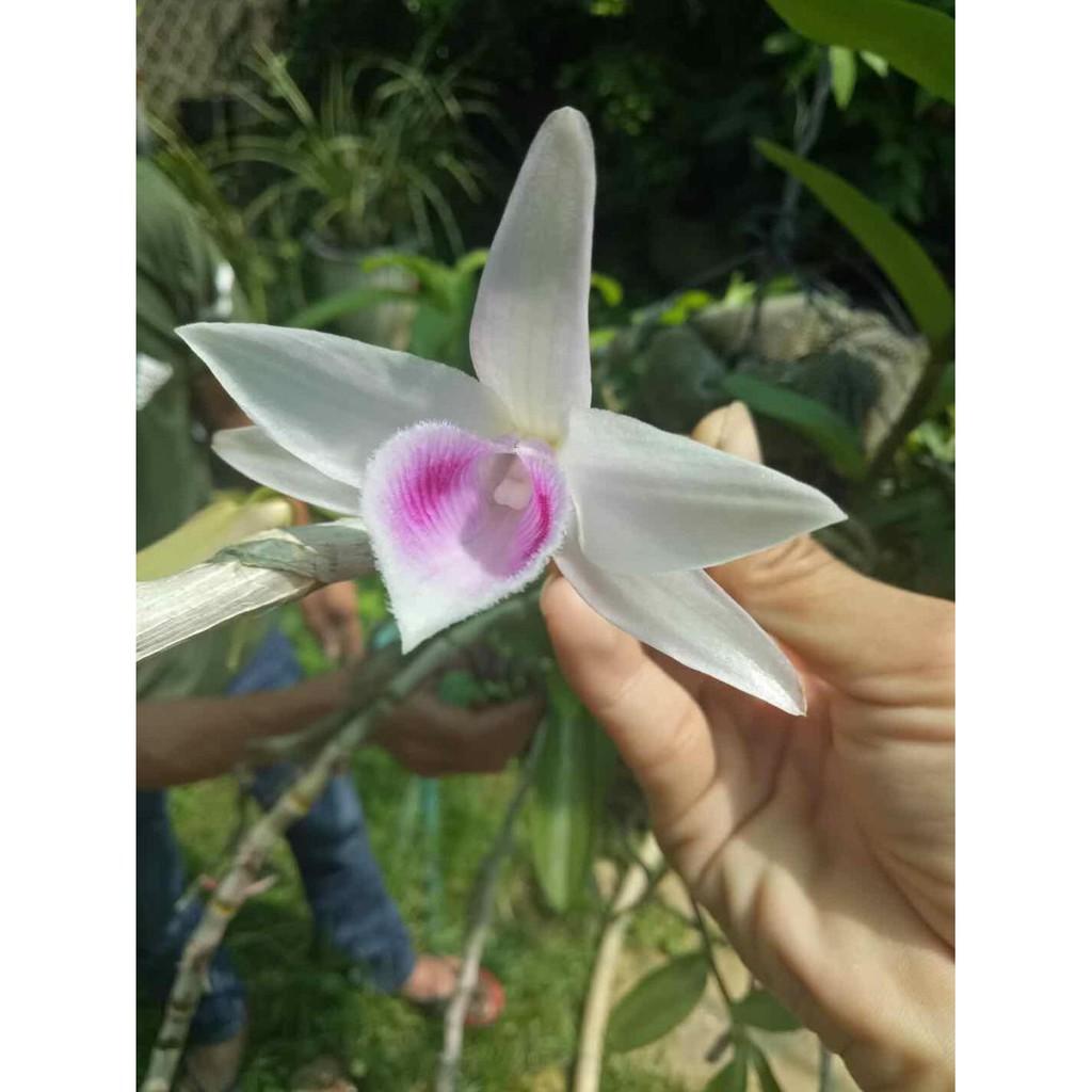 Phi điệp xước giống