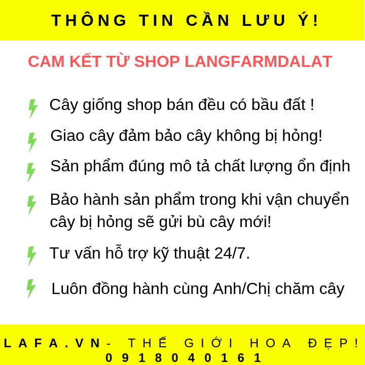 Cây tùng thơm - chậu cây tùng thơm Đà Lạt cây đẹp giống chuẩn