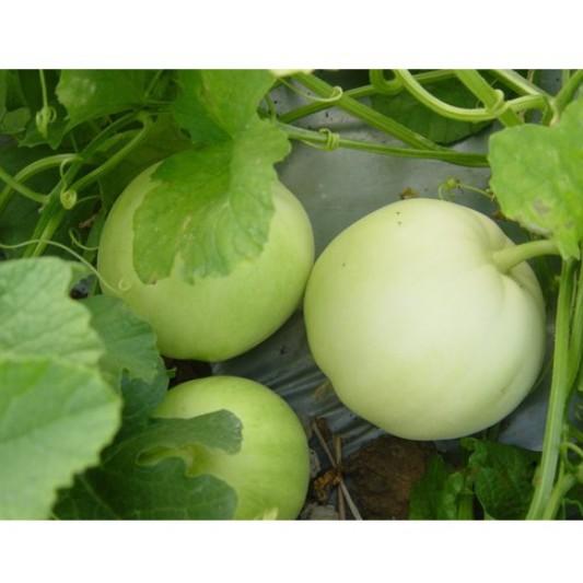 Dưa lê siêu ngọt ngân Hương