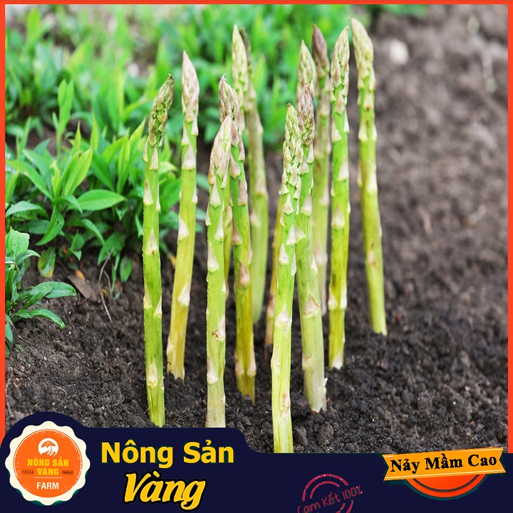 Hạt giống Măng Tây Xanh ( Gói 20 Hạt ) - Nông Sản Vàng