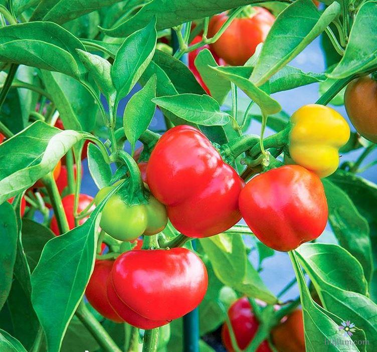 PHÂN BÓN LỚN TRÁI ỚT - GIÚP TRÁI LỚN NHANH, THẲNG TRÁI, TĂNG MÙI VỊ, HẠN CHẾ NỨT/THỐI TRÁI CHAI 500ML