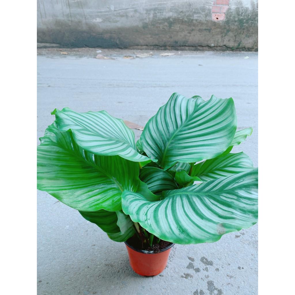 Cây Đuôi Công Táo Xanh Lá To Tròn