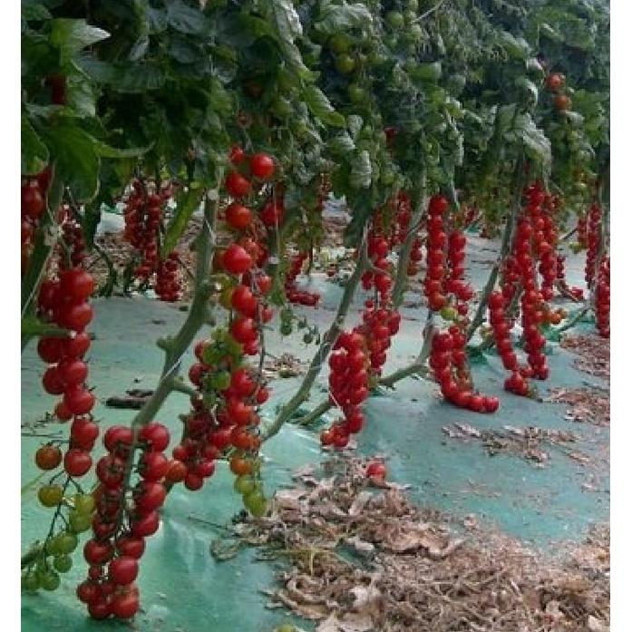 Hạt giống cà chua bi chùm quả đỏ - Gói 20 hạt/tặng kèm gói phân bón lót