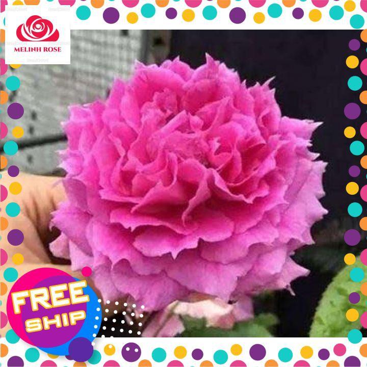 Hoa hồng Sheherazad rose,Hoa hồng Nhật hồng tím cực đẹp