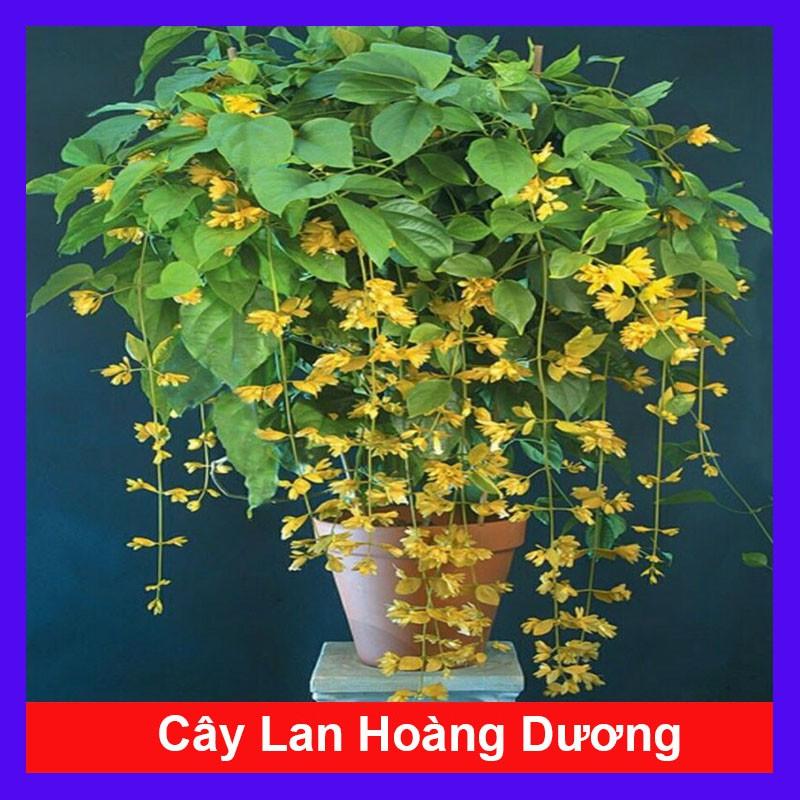 Lan Hoàng Dương Chuỗi ngọc hoa vàng - Cây cảnh sân vườn + Tặng phân bón cho cây