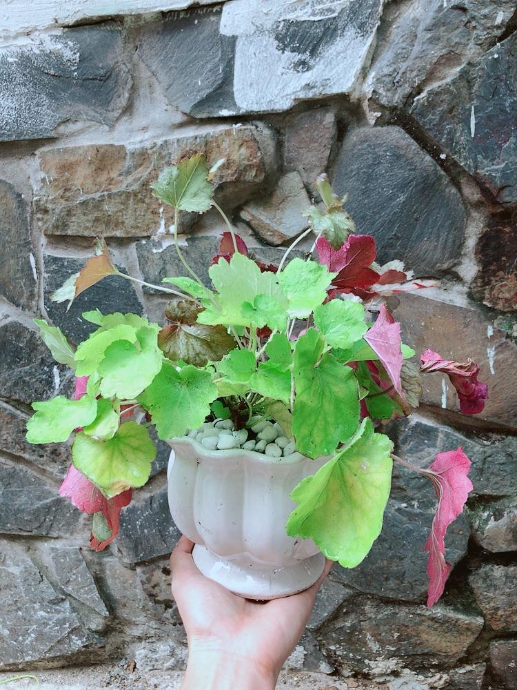 Chậu Cây Lá Màu