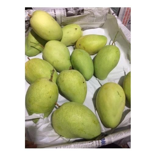 CÂY GIỐNG XOÀI TỨ QUÝ