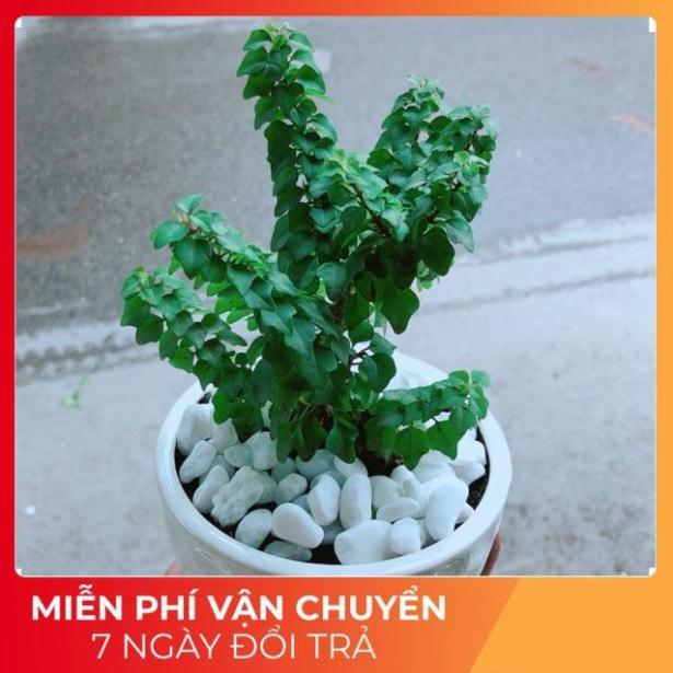 Chậu Cây Vân Sam