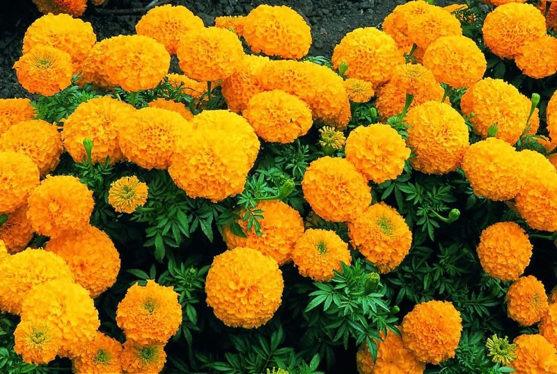 Hạt Giống Hoa Cúc Vạn Thọ F1 (có 2 mầu Vàng ,Cam-Dễ Trồng, Hoa Nở Đẹp Tặng kèm Hướng Dẫn Trồng