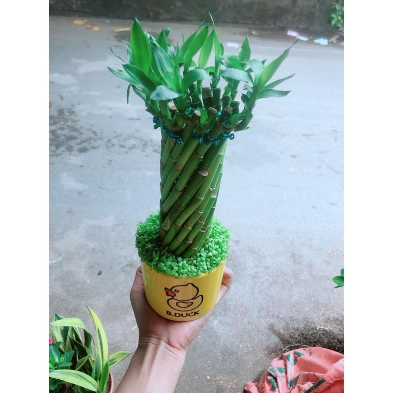 Chậu Trúc Phát Tài