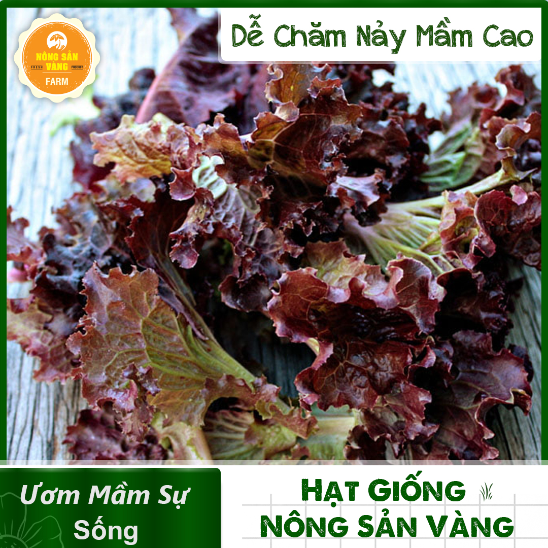 Hạt giống Xà Lách Tím, Là Loại Rau Ăn Sống, Ăn Giòn Và Ngọt, Màu Sắc Đẹp, Năng Suất Cao (Gói 1 Gram) - Nông Sản Vàng