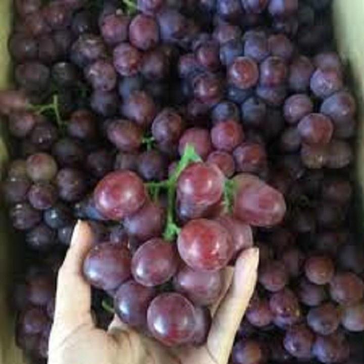 CÂY GIỐNG NHO DỎ NINH THUẬN