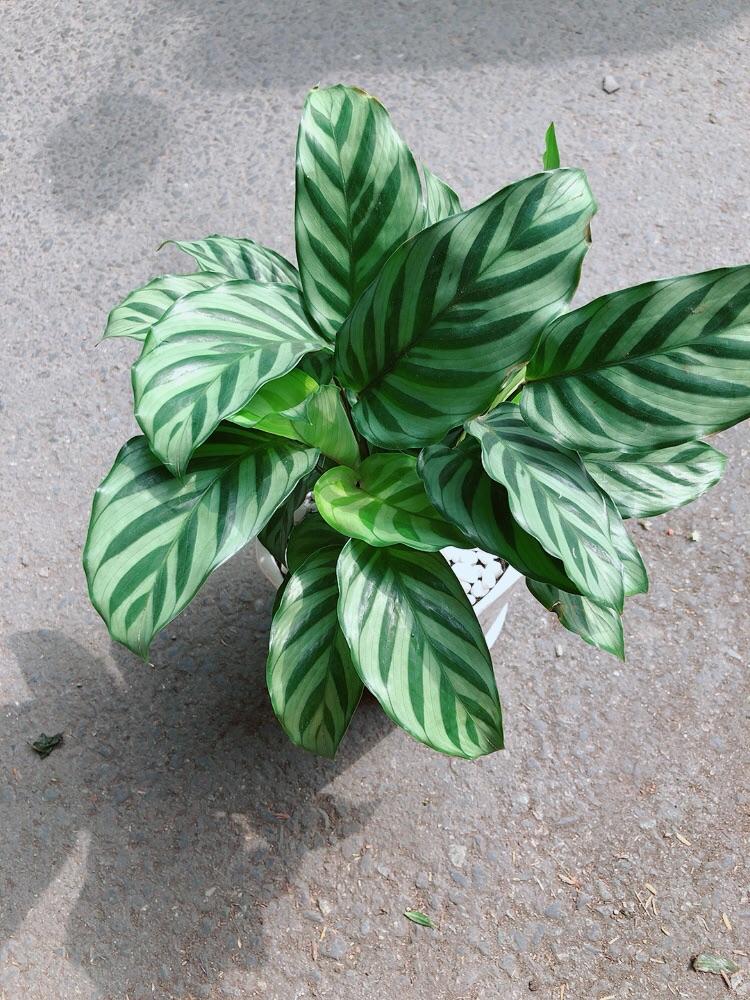 Chậu Cây Đuôi công Xanh