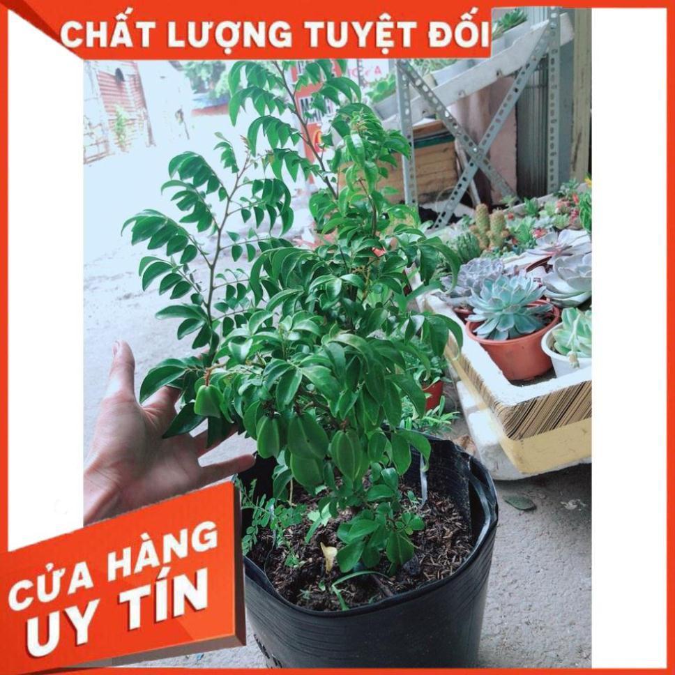 Cây Khế Nhiều Trái To