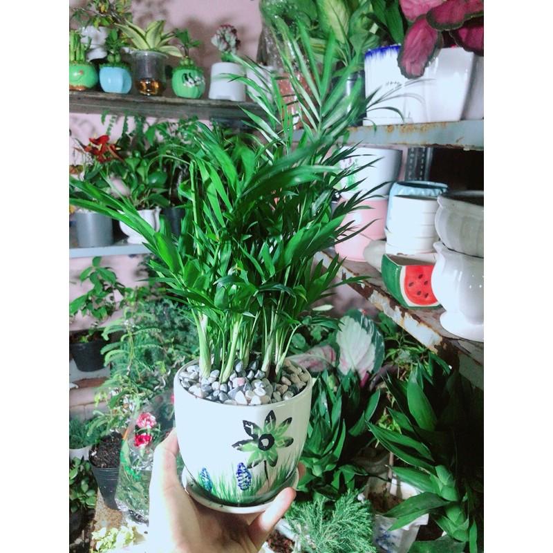 Chậu Cây Cau Tiểu Trâm