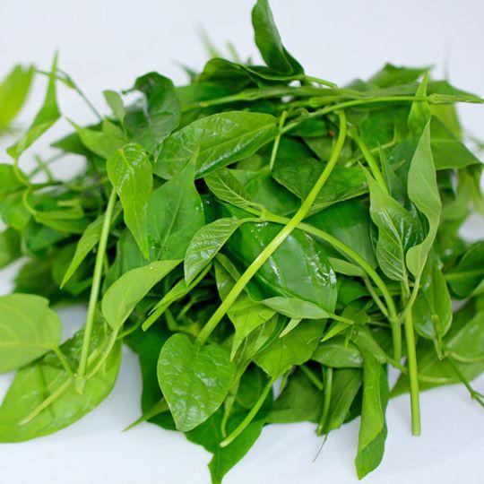 Cây rau quả mỏ giống- cây giống lên bầu phát triển ổn định