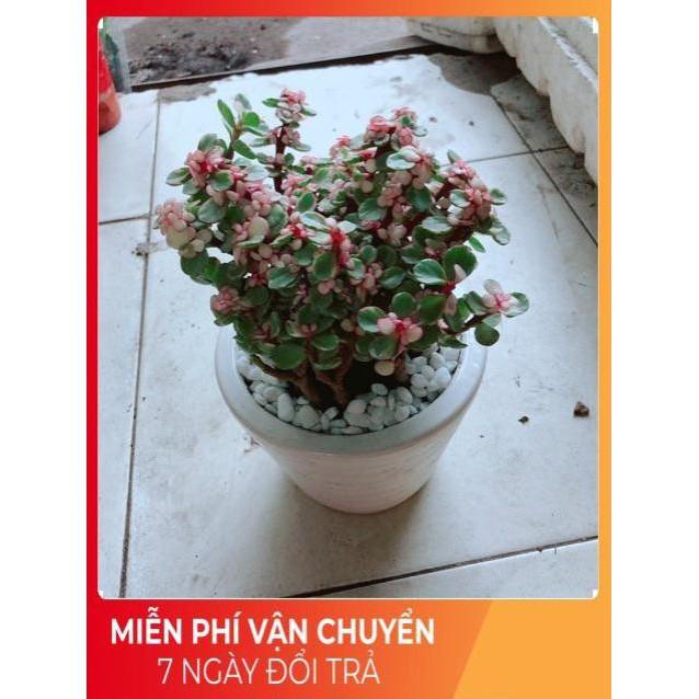 Chậu Sen Đô La