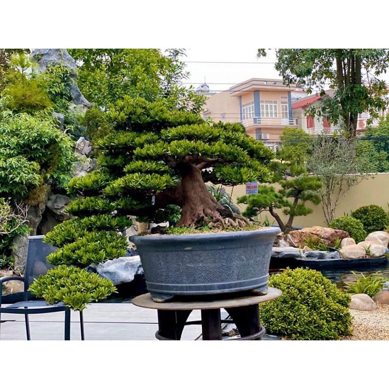 CÂY GIỐNG TÙNG LA HÁN