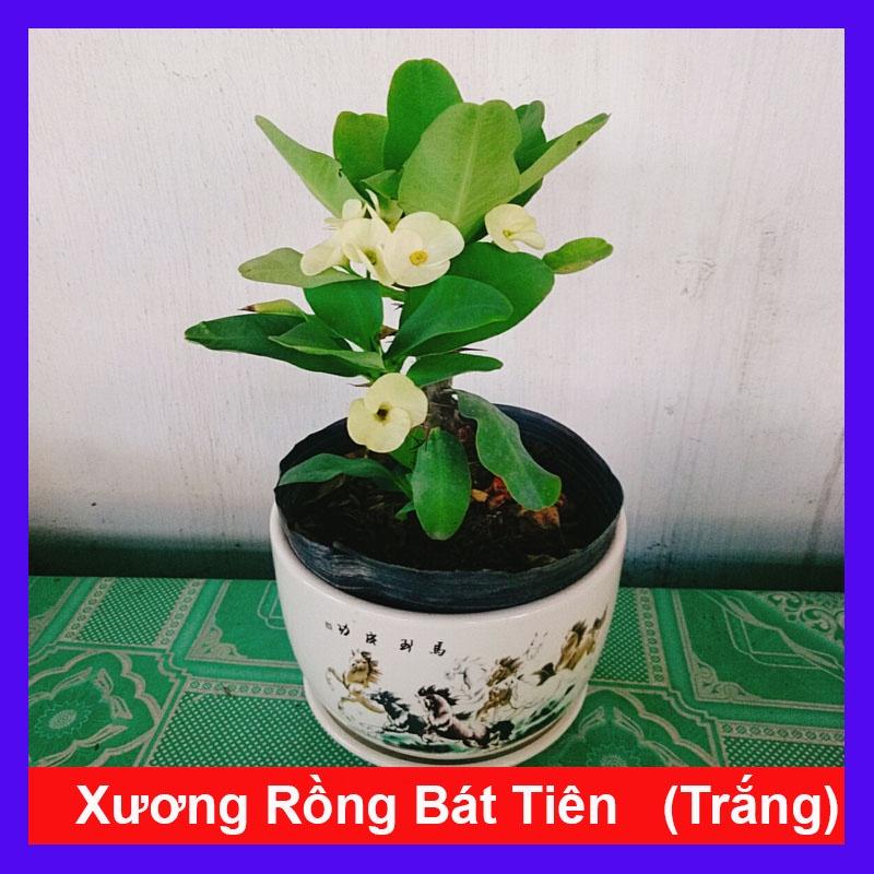 Xương Rồng Bát Tiên - cây cảnh để bàn + tặng phân bón cho cây