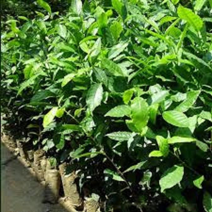 Cây giống CHÈ xanh - CHÈ / San Tuyết - CHÈ TÂN CƯƠNG