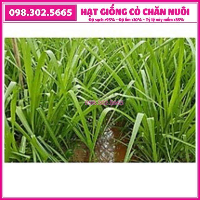 Hạt giống cỏ paspalum chịu ngập 1kg