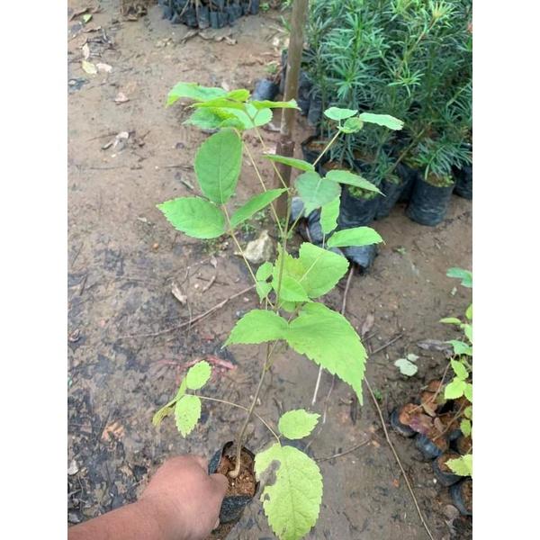 Giảm- Cây Phong Linh Hoa Vàng Giống Siêu Đẹp