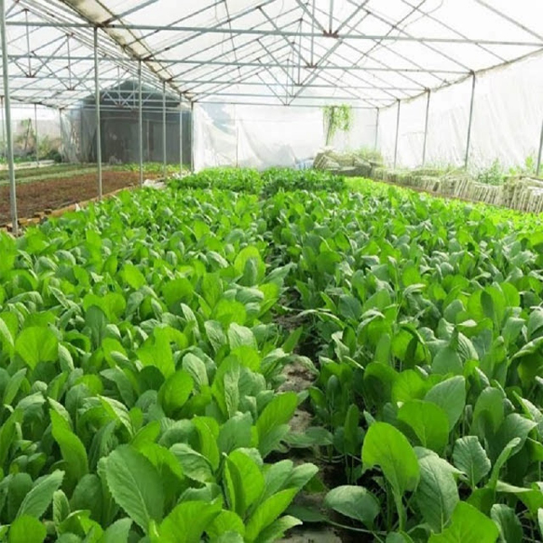 20 gam hạt giống cây Cải Bẹ Xanh