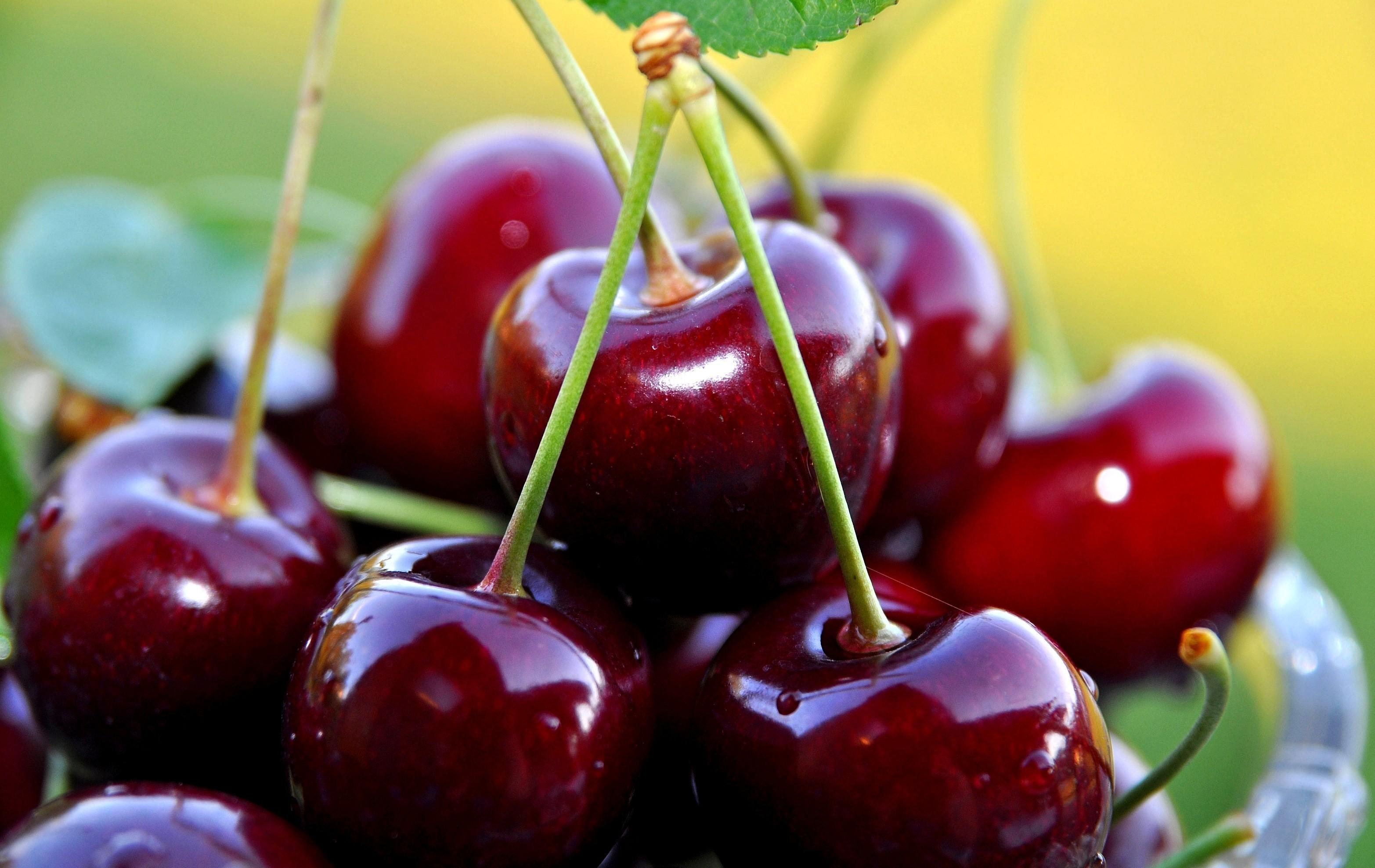 Cây CHERRY ANH ĐÀO, Cây giống bầu đất to khỏe, siêu quả phù hợp mọi khí hậu