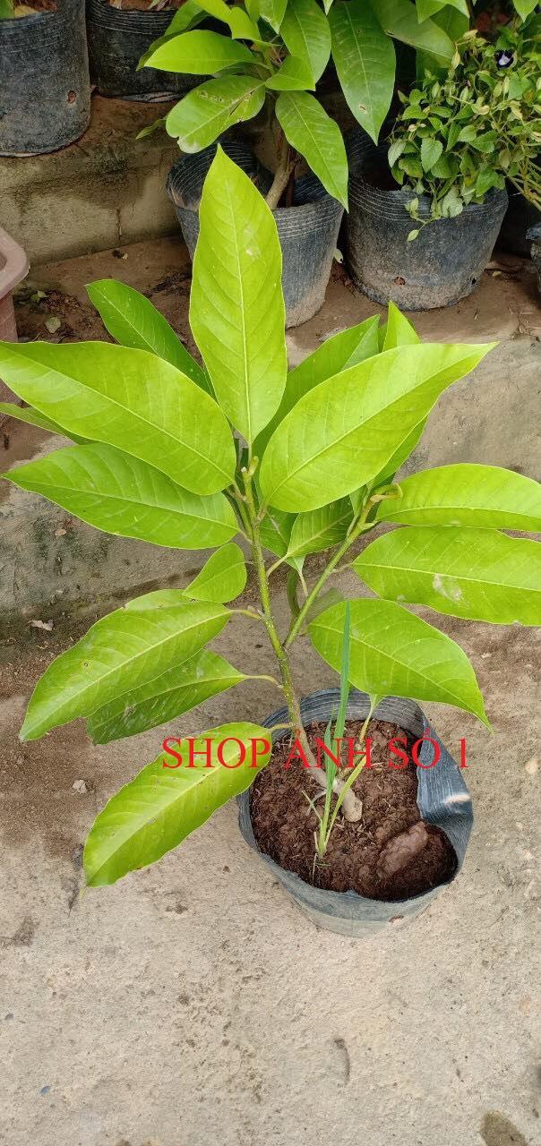 Cây ngọc lan, cây ngọc lan hoa vàng, thân cao 0,6 m trở lên, ngọc lan vàng sắp hoa hoặc đang nụ
