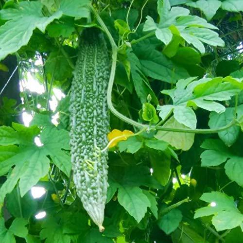 Hạt giống khổ qua gai xanh KNS01 F1 - Gói 5 hạt