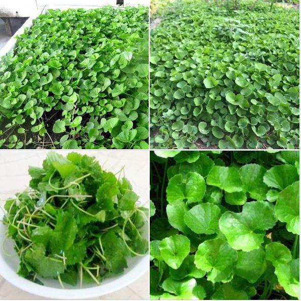 Hạt Giống Rau Má Lá Nhỏ - 1gram