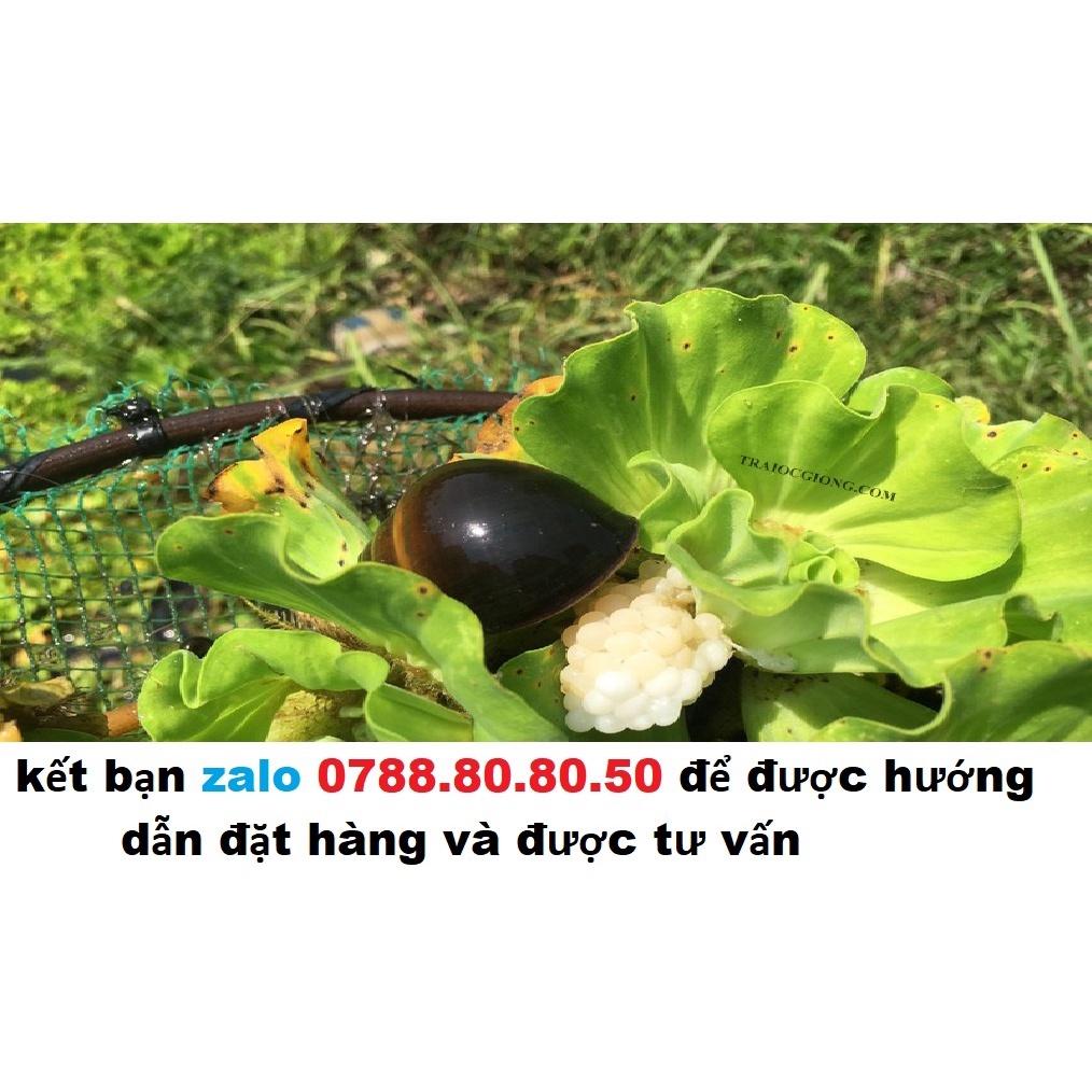 Trứng Ốc Bưu Đen 80 ổ trứng chọn tặng 12 ổ