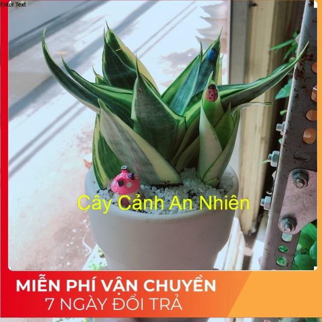 Chậu lưỡi hổ thái kèm nhà nấm hồng