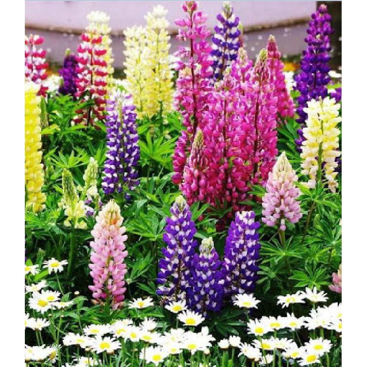 Hạt Giống Hoa Đậu Lupin Mix Màu 50hạt/gói