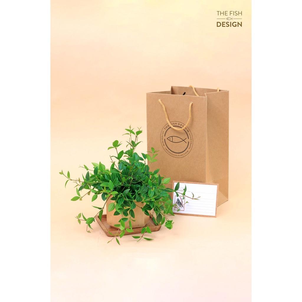 Chậu cây bình an size M | THE FISH DESIGN