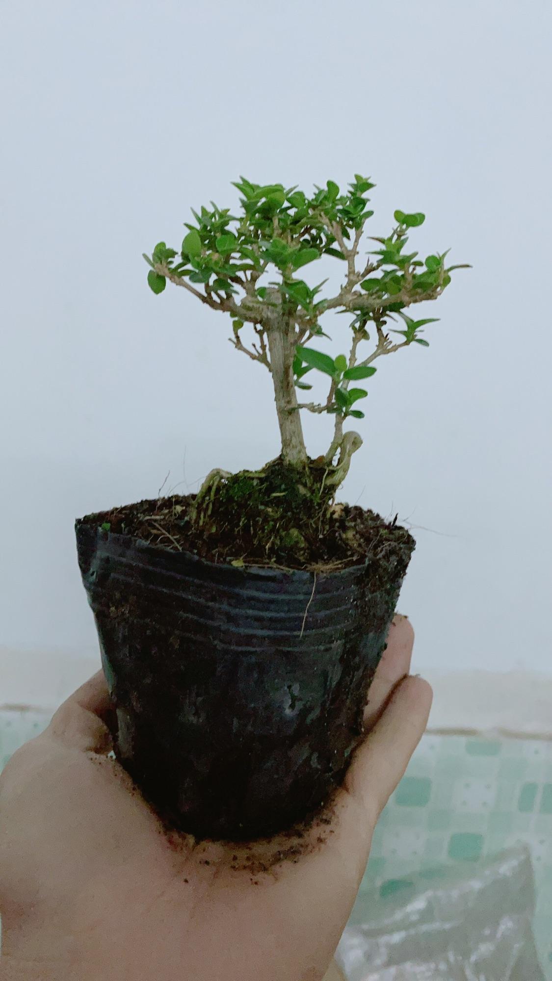 Cây Sam Hương Bonsai Mini