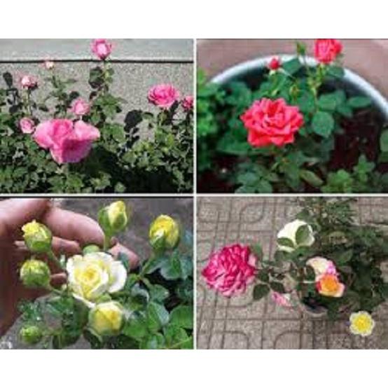 Chậu hoa hồng tỷ muội hoa màu đỏ