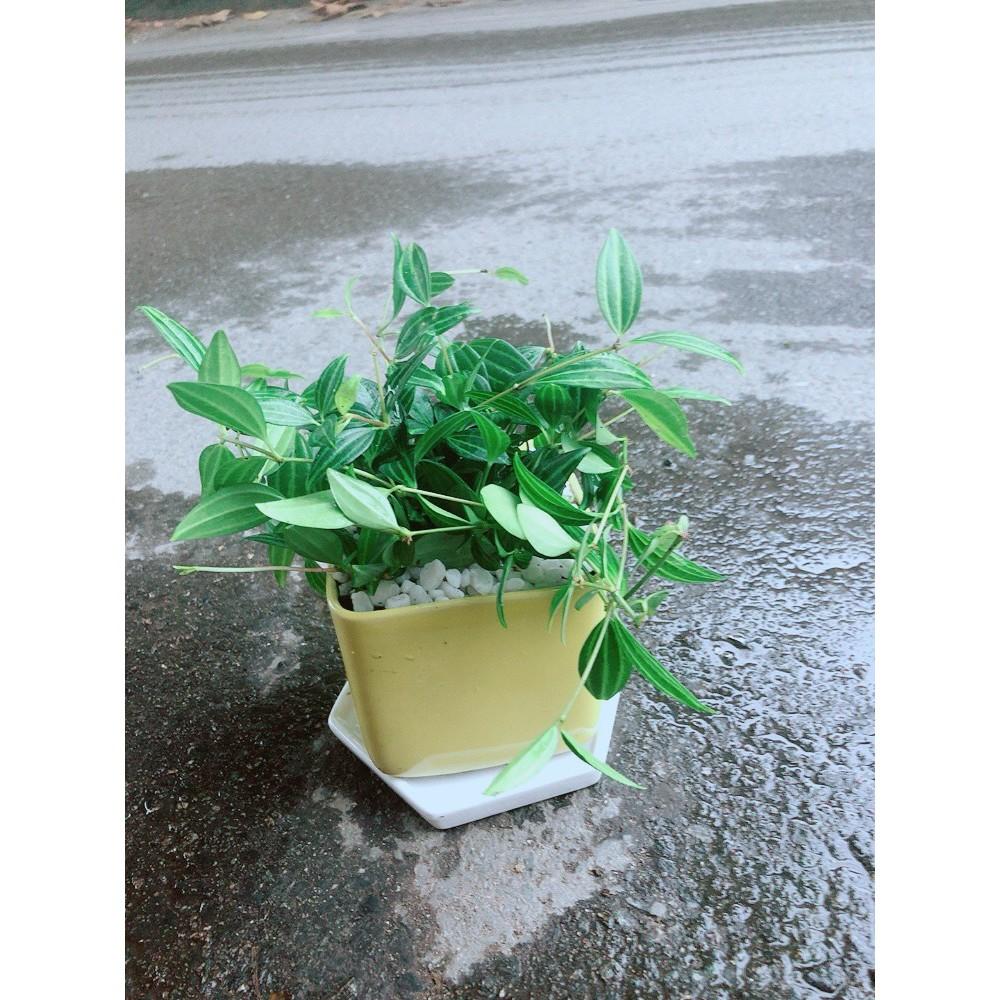 Chậu Cây Bình An Xanh