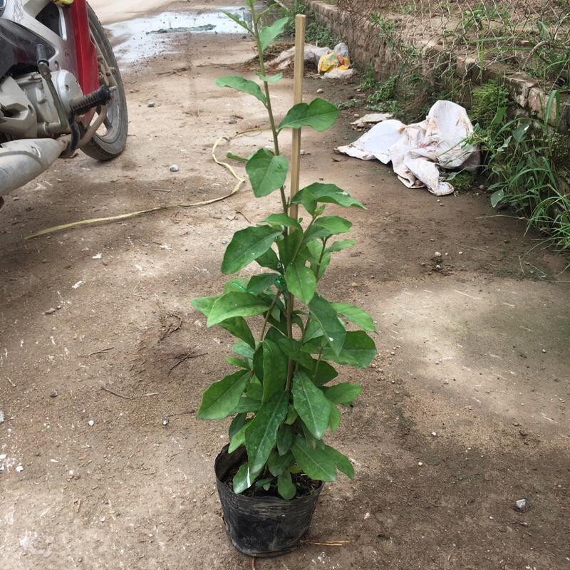 COMBO 5 bầu cúc tần ấn độ