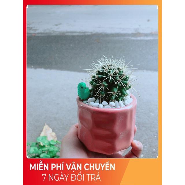 Chậu Xương Rồng Kim Hổ