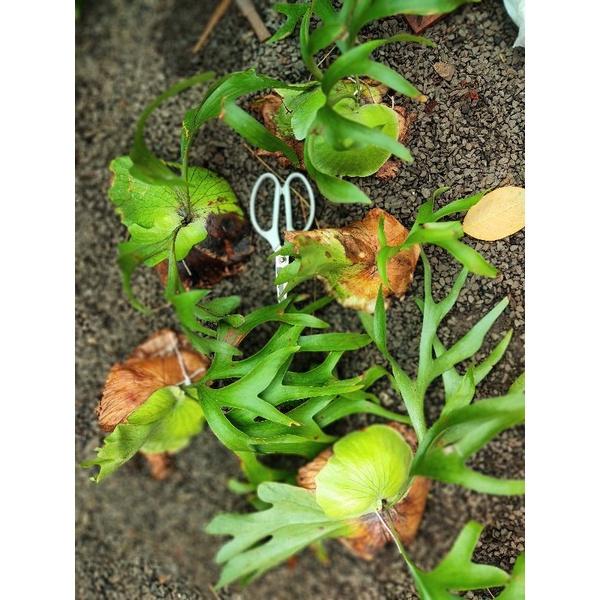 Tổ rồng coronaria mini. Hàng mới bóc rừng