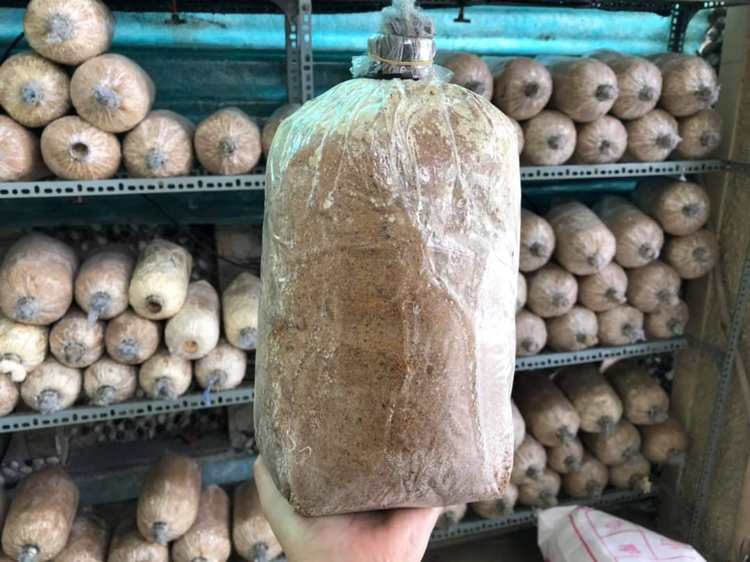 Combo 5 Bịch Phôi Nấm Giống Bảo Ngư Đã Được Ủ Tơ Chuẩn- Nấm Chuẩn, Sử Dụng Lâu, Sản Lượng Cao