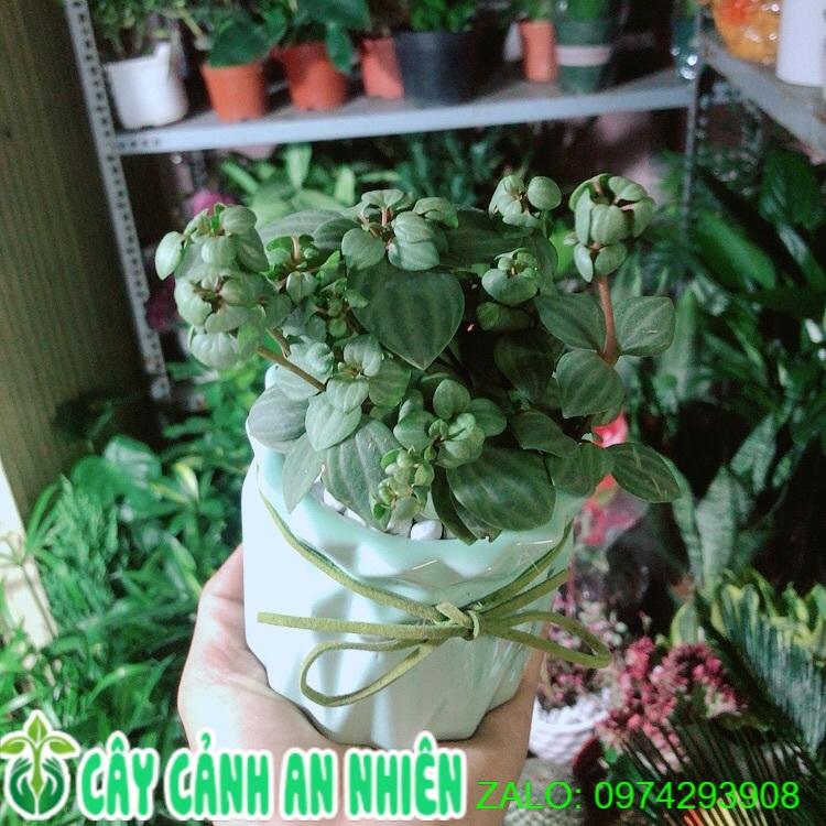 Chậu Cây Kim Cương Hột Xoàn