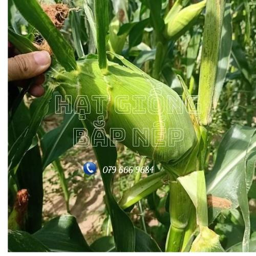 Hạt giống bắp nếp dẻo gói 100 gram 300 hạt