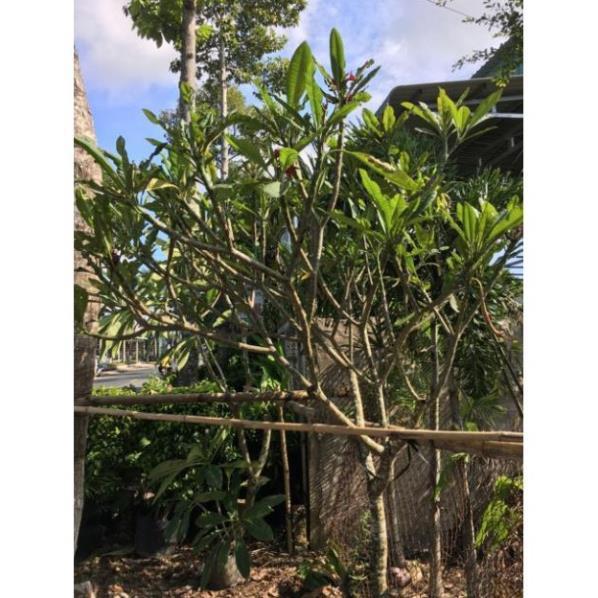 Cây sứ đại đỏ huyết